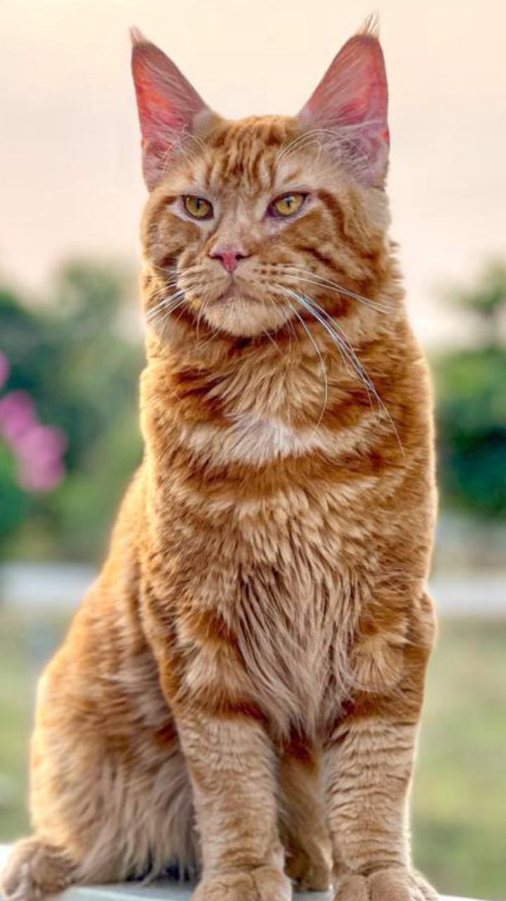 Liger